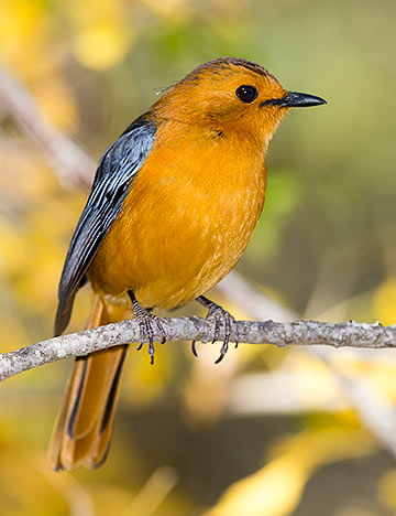 Red-capped Robin-Chat
